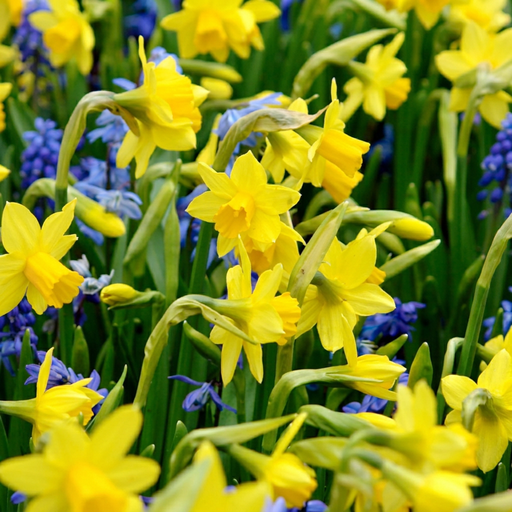 "Narzisse 'Tete-A-Tete' (Narcissus) – Blumenzwiebeln, 25 Zwiebeln image"