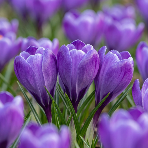 "Krokus 'Blue' (Crocus) – Blumenzwiebeln, 30 Zwiebeln image"