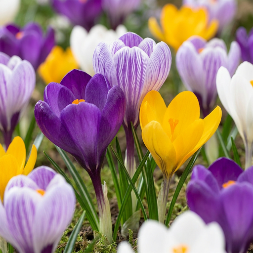 "Krokus 'Large Flowering' (Crocus) – Blumenzwiebeln, 30 Zwiebeln image"