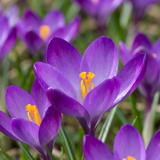 "Krokus 'Ruby Giant' (Crocus) – Blumenzwiebeln, 50 Zwiebeln image"