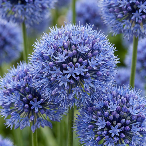 "Zierlauch 'Caeruleum' (Allium giganteum) – Zierlauch-Zwiebeln, 40 Zwiebeln image"