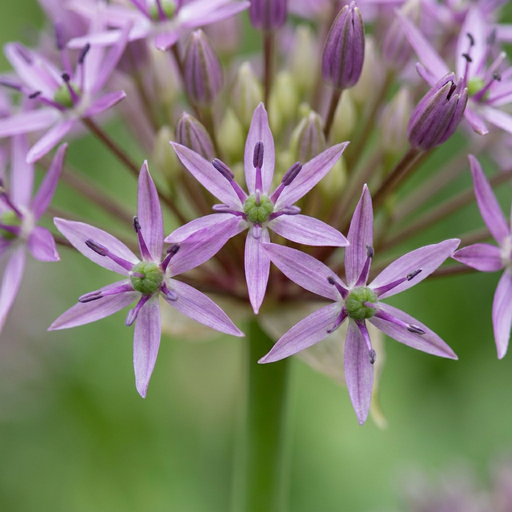 "Zierlauch 'Christophii' (Allium giganteum) – Zierlauch-Zwiebeln, 15 Zwiebeln image"