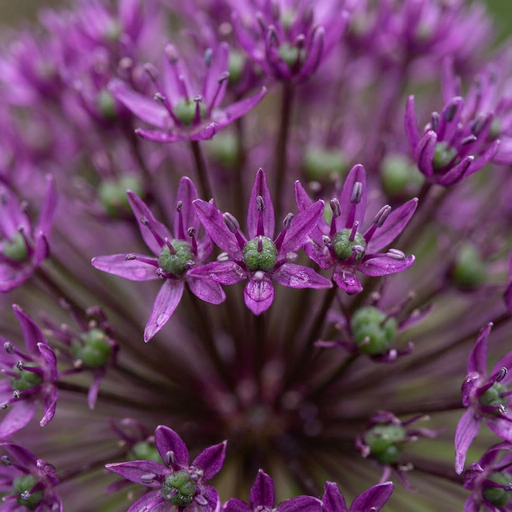 "Zierlauch 'Miami' (Allium giganteum) – Zierlauch-Zwiebeln, 15 Zwiebeln image"