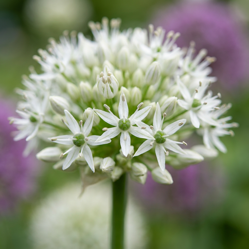 "Zierlauch 'Mount Everest' (Allium giganteum) – Zierlauch-Zwiebeln, 3 Zwiebeln image"