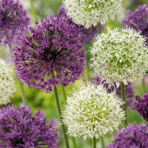 "Zierlauch 'Purple' (Allium giganteum) – Zierlauch-Zwiebeln, 15 Zwiebeln image"