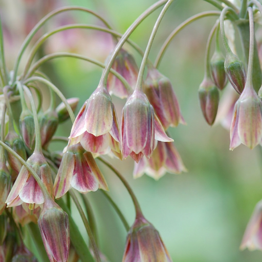 "Zierlauch 'Siculum' (Allium giganteum) – Zierlauch-Zwiebeln, 30 Zwiebeln image"