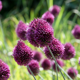 100x Allium Sphaerocephalon - Kugellauch - Lila - Sommerblüher - Zwiebelgröße 5/