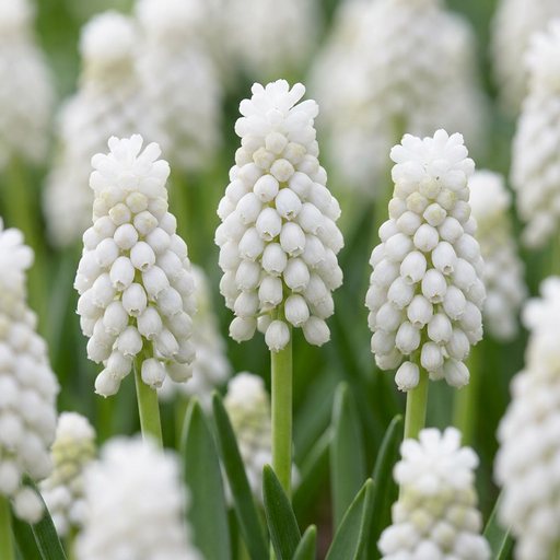 "Traubenhyazinthe 'White Magic' (Muscari) – Blumenzwiebeln, 50 Zwiebeln image"