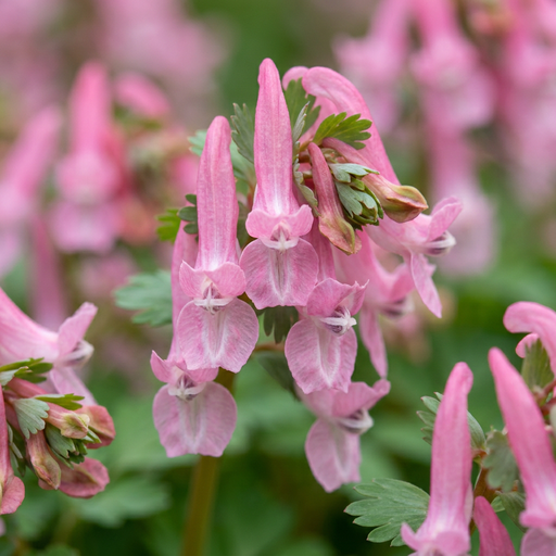 "Lerchensporn 'Beth Evans' (Corydalis beth) – Knollen, 20 Zwiebeln image"