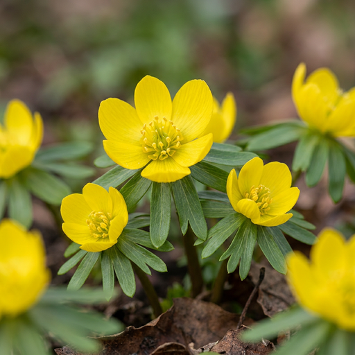 "Winterling 'Cilicica' (Eranthis hyemalis) – Winterling-Knollen, 25 Zwiebeln image"