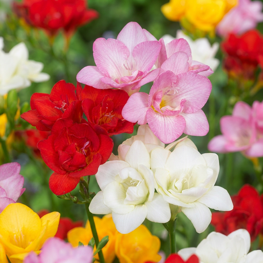 "Freesie 'Double' (Freesia x) – Blumenzwiebeln, 40 Zwiebeln image"