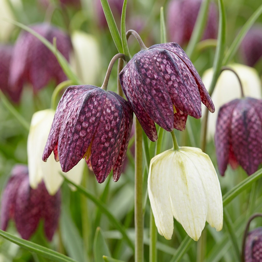 "Schachbrettblume 'Meleagris' (Fritillaria meleagris) – Blumenzwiebeln, 30 Zwiebeln image"