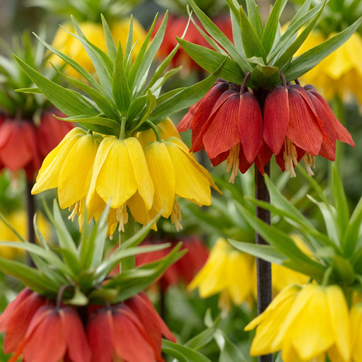 "Schachbrettblume 'Imperialis' (Fritillaria meleagris) – Blumenzwiebeln, 3 Zwiebeln image"