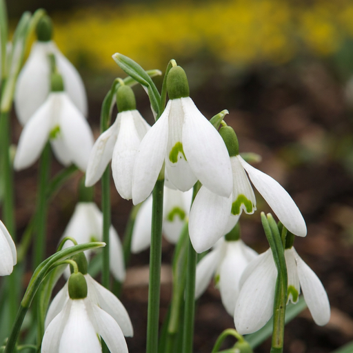 "Schneeglöckchen 'Elwesii' (Galanthus) – Blumenzwiebeln, 25 Zwiebeln image"