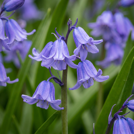 "Hyazinthe 'non Scripta' (Hyacinthoides) – Blumenzwiebeln, 20 Zwiebeln image"