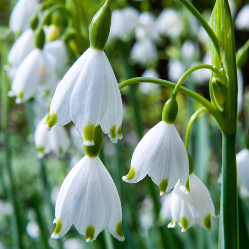 "Sommerknotenblume 'Aestivum' (Leucojum aestivum) – Zwiebelblumen, 20 Zwiebeln image"
