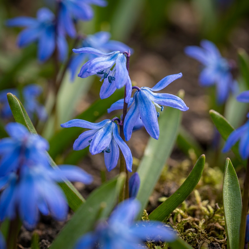 "Blaustern 'Siberica' (Scilla) – Blumenzwiebeln, 50 Zwiebeln image"