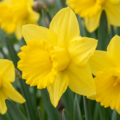 "Narzisse 'Yellow' (Narcissus) – Blumenzwiebeln, 40 Zwiebeln image"