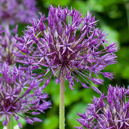 "Zierlauch 'Purple Rain' (Allium giganteum) – Zierlauch-Zwiebeln, 40 Zwiebeln image"