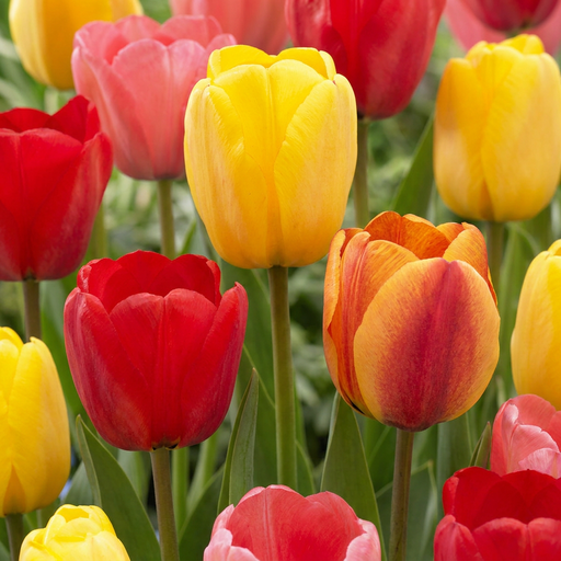 "Tulpe 'Darwin Hybride' (Tulipa) – Blumenzwiebeln, 40 Zwiebeln image"