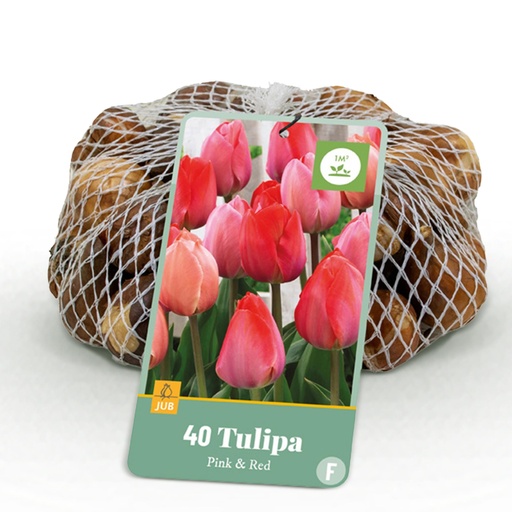 "Tulpe 'Pink' (Tulipa) – Blumenzwiebeln, 40 Zwiebeln image"