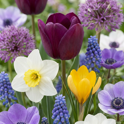 "Frühlingsblüher-Mix 'Garden' (Bulb garden) – Blumenzwiebel-Mix, 125 Zwiebeln image"
