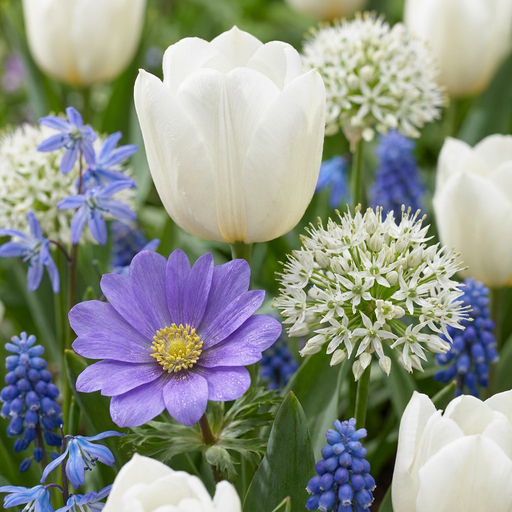 "Zierlauch 'Garden Blue' (Bulb garden) – Zierlauch-Zwiebeln, 125 Zwiebeln image"