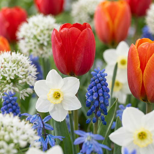 "Zierlauch 'Bulbs From Holland' (Zwiebeln aus) – Zierlauch-Zwiebeln, 125 Zwiebeln image"