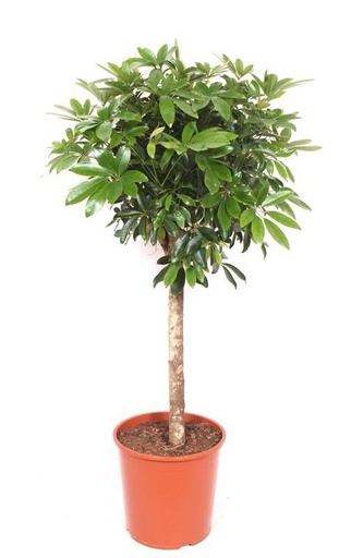 "Schefflera auf Stamm - 150 cm image"