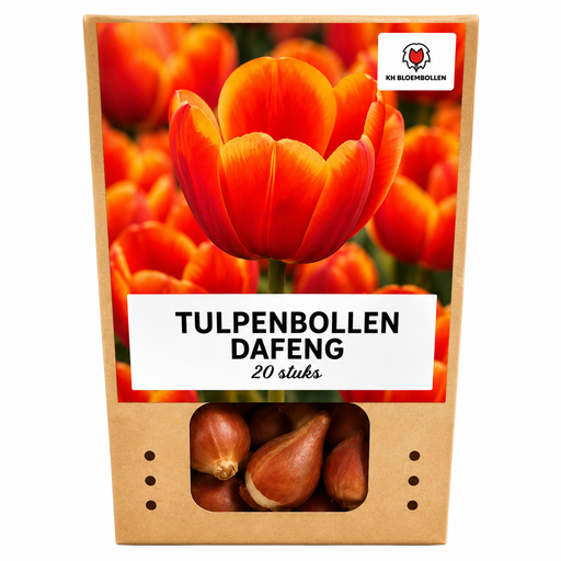 "Tulpe 'Dafeng' (Tulipa) – Blumenzwiebeln, 20 Zwiebeln image"