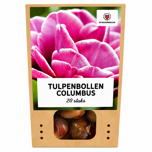 "Tulpe 'Columbus' (Tulipa) – Blumenzwiebeln, 20 Zwiebeln image"