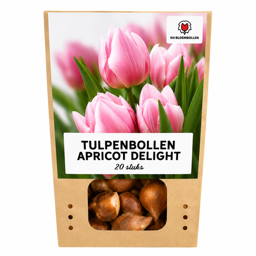"Tulpe 'Apricot Delight' (Tulipa) – Blumenzwiebeln, 20 Zwiebeln image"