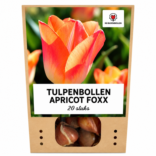 "Tulpe 'Apricot Foxx' (Tulipa) – Blumenzwiebeln, 20 Zwiebeln image"