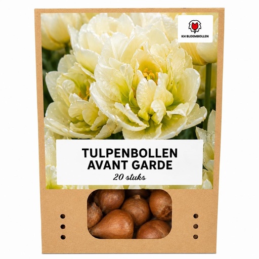 "Tulpe 'Avant Garde' (Tulipa) – Blumenzwiebeln, 20 Zwiebeln image"