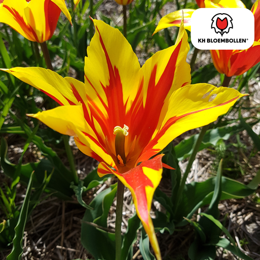 "Tulpe 'Fire Wings' (Tulipa) – Blumenzwiebeln, 20 Zwiebeln image"