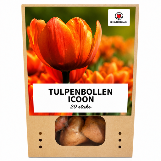 "Tulpe 'Icoon' (Tulipa) – Blumenzwiebeln, 20 Zwiebeln image"