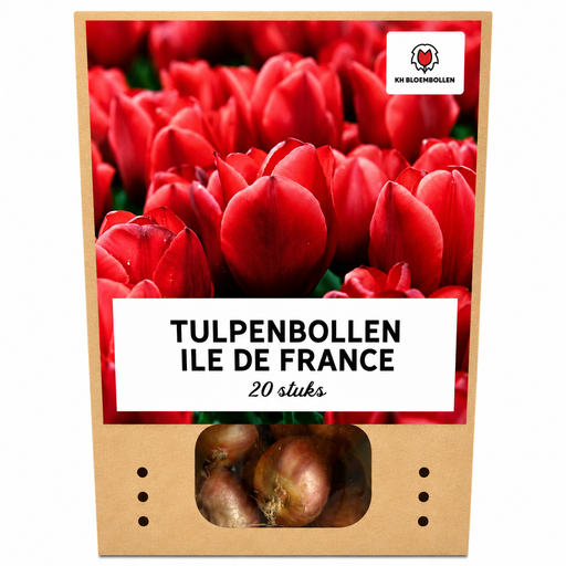 "Tulpe 'Ile de France' (Tulipa) – Blumenzwiebeln, 20 Zwiebeln image"