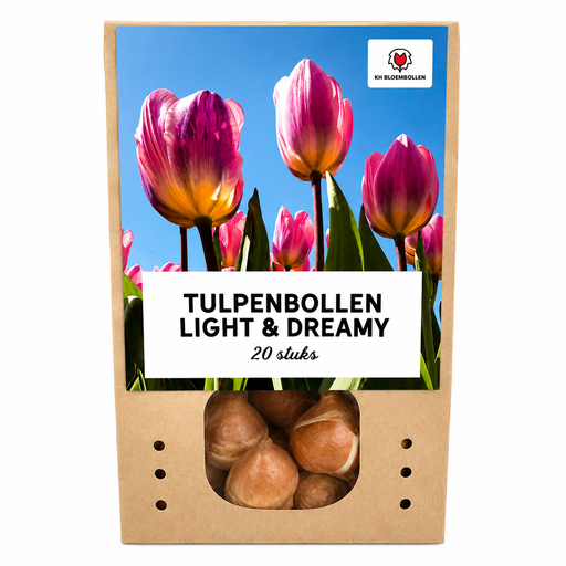 "Tulpe 'Light and Dreamy' (Tulipa) – Blumenzwiebeln, 20 Zwiebeln image"