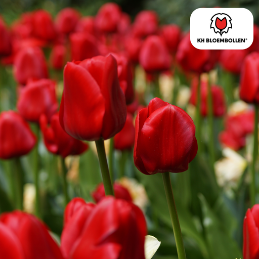 "Tulpe 'Seadov' (Tulipa) – Blumenzwiebeln, 20 Zwiebeln image"