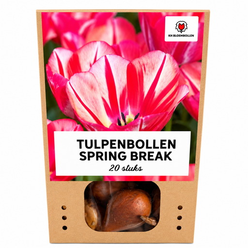 "Tulpe 'Spring Break' (Tulipa) – Blumenzwiebeln, 20 Zwiebeln image"