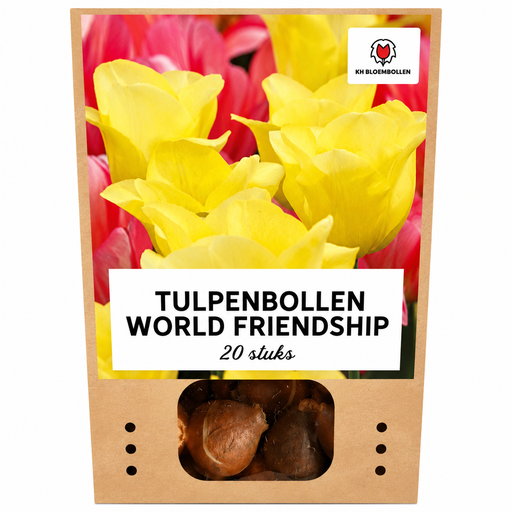 "Tulpe 'World Friendship' (Tulipa) – Blumenzwiebeln, 20 Zwiebeln image"