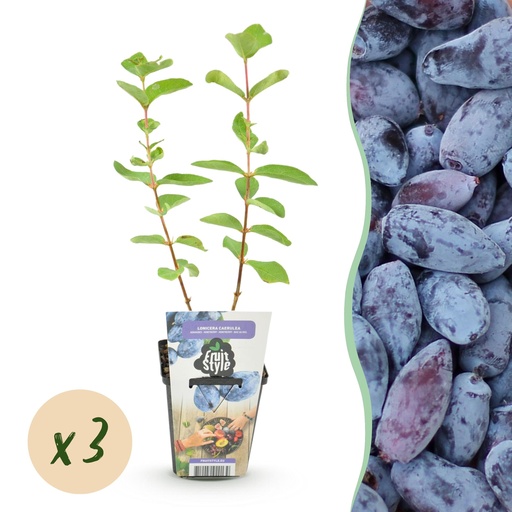 "Obstpflanzen - Honigbeere - Lonicera caerulea var. kamtschatica - Winterhart - 3 Pflanzen - Topf 9 cm - Blaubeere image"