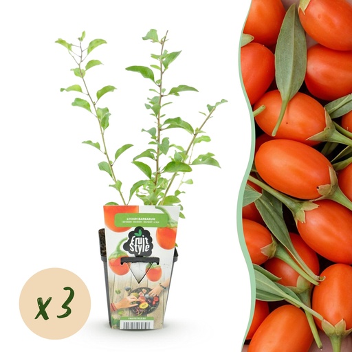 "Obstpflanzen - Goji-Beere - Lycium barbarum - Winterhart - 3 Pflanzen - Topf 9 cm - Orange/Rote Frucht image"