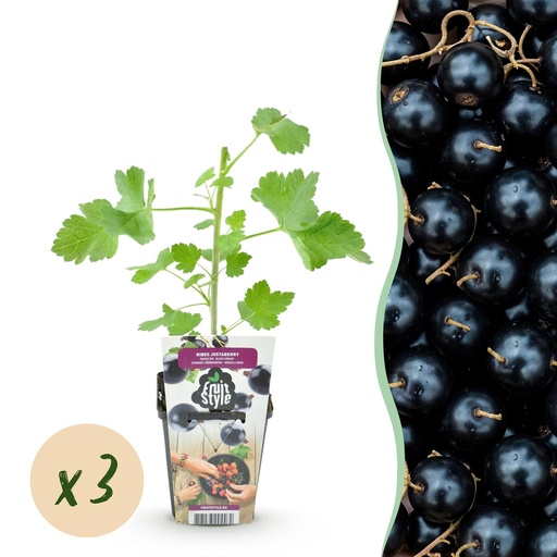 "Obstpflanzen - Jostabeere - Ribes Jostabes - Winterhart - 3 Pflanzen - Topf 9 cm image"