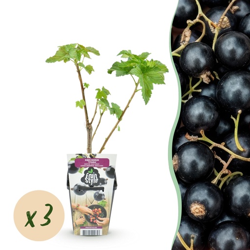 "Obstpflanzen - Schwarze Johannisbeere 'Titania' - Ribes nigrum - Winterhart - 3 Pflanzen - Topf 9 cm image"