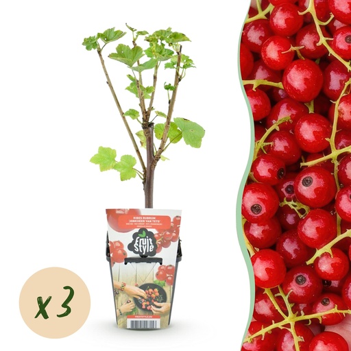 "Rote Johannisbeere (Ribes rubrum) – winterharte Beerenobst-Pflanze, Höhe ca. 9 cm image"