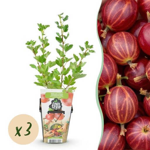 "Obstpflanzen - Stachelbeere - Ribes uva-crispa Hinnonmaki Rot - Winterhart - 3 Pflanzen - Topf 9 cm - Rote Beere image"