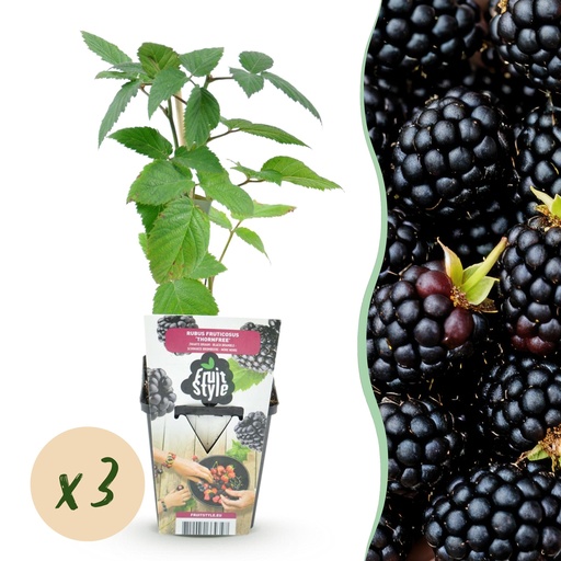 "Obstpflanzen - Dornenlose Brombeere - Rubus Thornfree - Winterhart - 3 Pflanzen - Topf 9 cm - Schwarze Brombeere image"