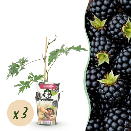 "Obstpflanzen - Immergrüne Brombeere - Rubus Thornless Evergreen - Frosthart - 3 Pflanzen - Topf 9 cm - Schwarze Brombeere image"