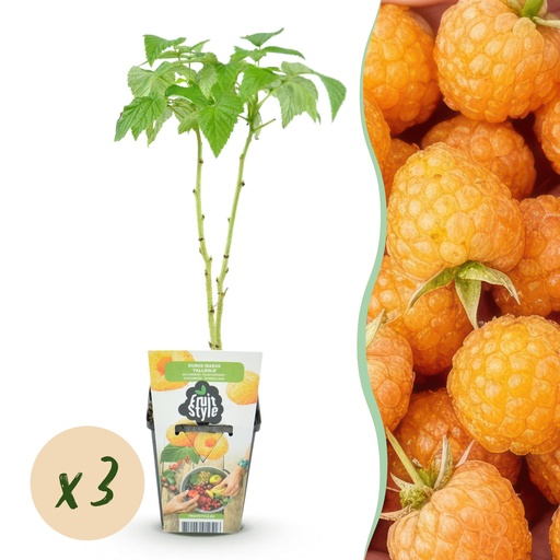 "Obstpflanzen – Himbeere – Rubus idaeus Fallgold – Winterhart – 3 Pflanzen – Topf 9 cm – Gelbe Himbeere image"